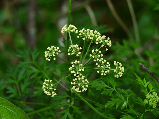 {Thaspium pinnatifidum}